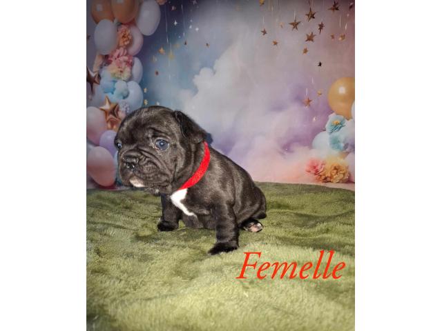 Photo Adorables Chiots Bouledogue français image 4/5