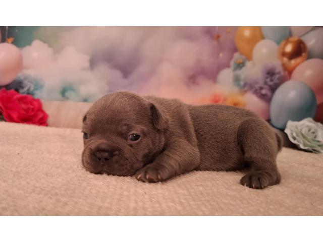 Photo Adorables Chiots Bouledogue français - Disponible image 4/6