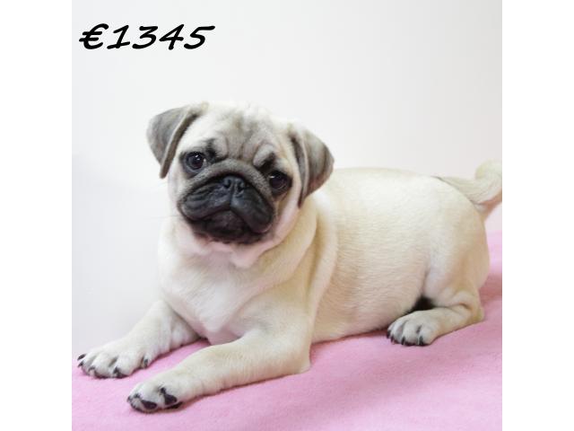Photo Adorables chiots Carlin image 4/6