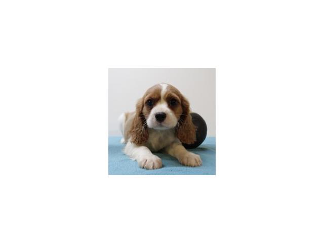 Photo Adorables chiots Cavalier King Charles image 4/6