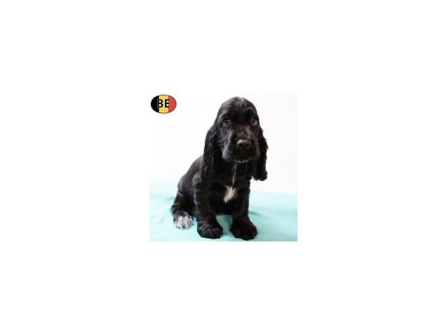 Photo Adorables chiots Cocker Anglais noir&feu, noir image 4/6