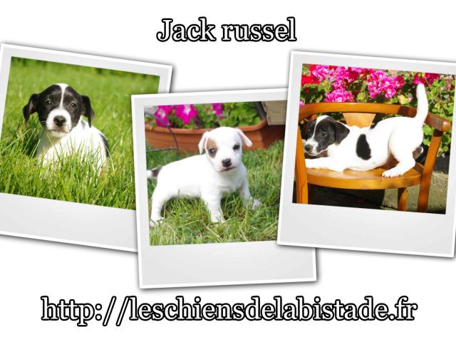 Photo adorables chiots jack russel image 4/4