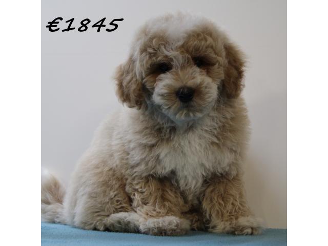 Photo Adorables chiots Maltipoo à vendre image 4/6