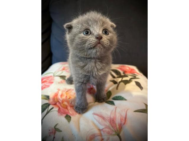 Photo Adorables Scottish Bleus – Oreilles Pliées ou Droites, Un Amour de Chatons ! image 4/5