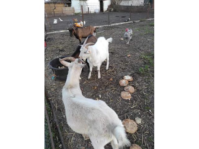Photo Agneaux, moutons, chèvres, chevreaux et bélier à vendre image 4/5