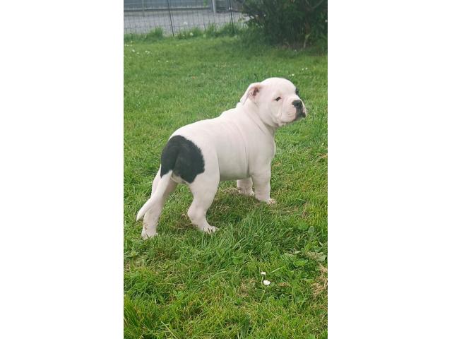 Photo Américain Bully pure race image 4/6