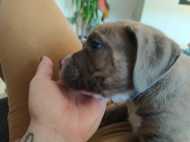 Photo American bully image 4/4