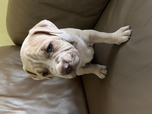 Photo American bully image 4/6