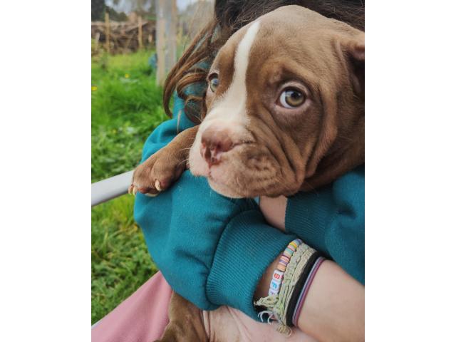 Photo American Bully ABKC Pocket/Petit Standard image 4/6