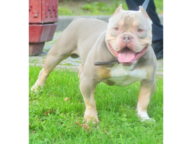 Photo american bully pour saillie image 4/4