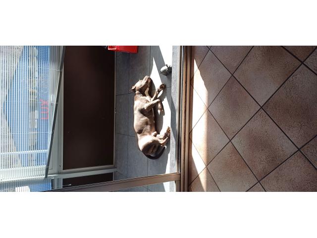 Photo Amstaff mâle image 4/5