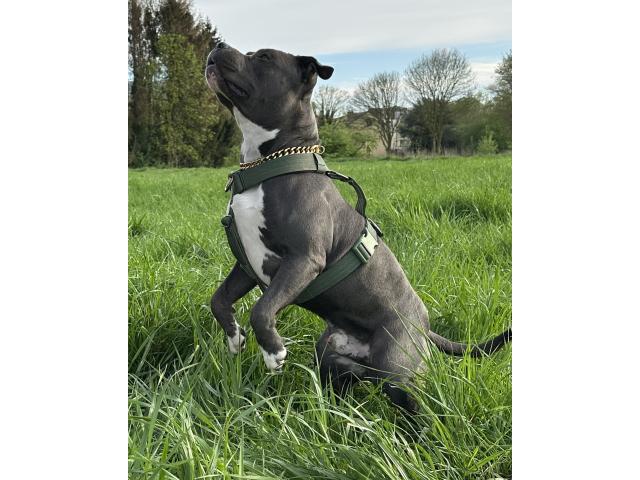 Photo Amstaff mâle disponible pour saillie image 4/6