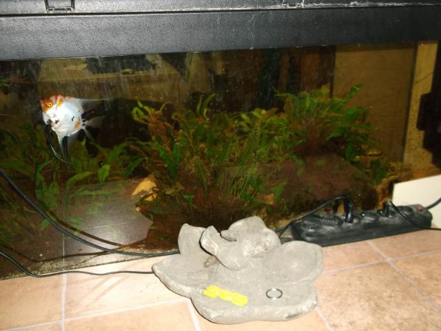 Photo Aquarium complet avec poissons et plantes image 4/4