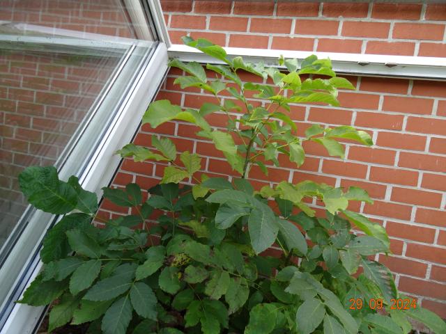 Photo Arbre noyer 1,20 m de hauteur image 4/4