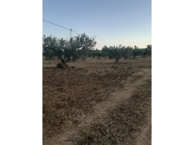 Photo av terrain de 15000m a hammamet sud image 4/4