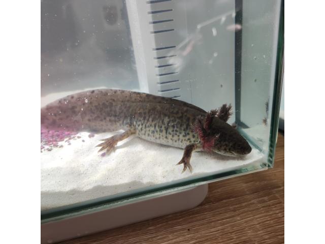 Photo Axolotl 17/20 cm à vendre image 4/5
