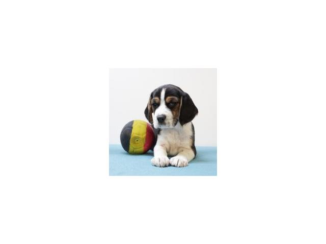 Photo Beagle - chiot tricolor noir & tricolor bleu image 4/6