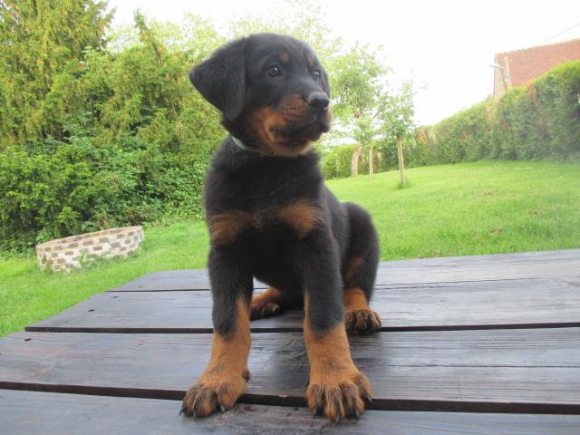 Photo BEAUCERONS GROS GABARITS image 4/6