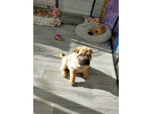 Photo Beaux bébés shar-pei , deux chiots très éveillés - hk01901204 image 4/6