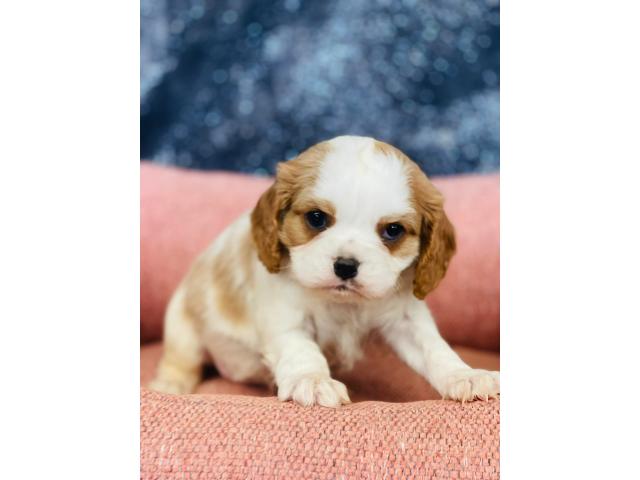 Photo beaux cavalier king charles chiots a vendre image 4/4
