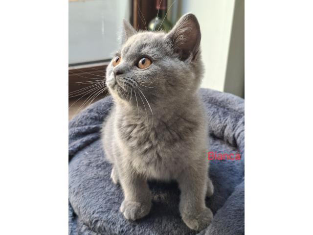 Photo Beaux chatons british Shorthair image 4/6