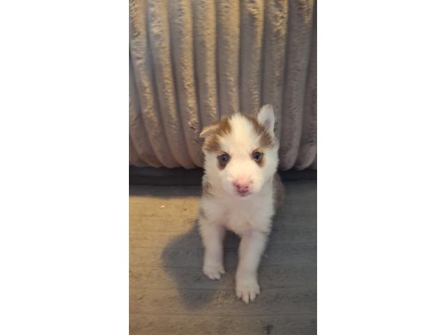 Photo Bébé Husky image 4/6