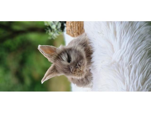 Photo Bebe Lapins anglais angora image 4/6