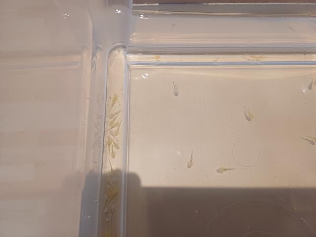 Photo Bébés axolotl Gold et Albinos trop mimi image 4/6
