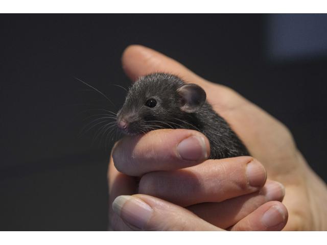 Photo Bébés rats / Ratten Babys image 4/6