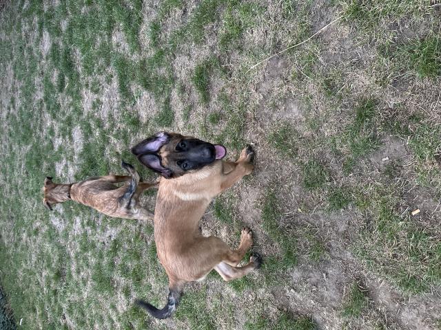 Photo Berger malinois long poil couleur Fauve image 4/4