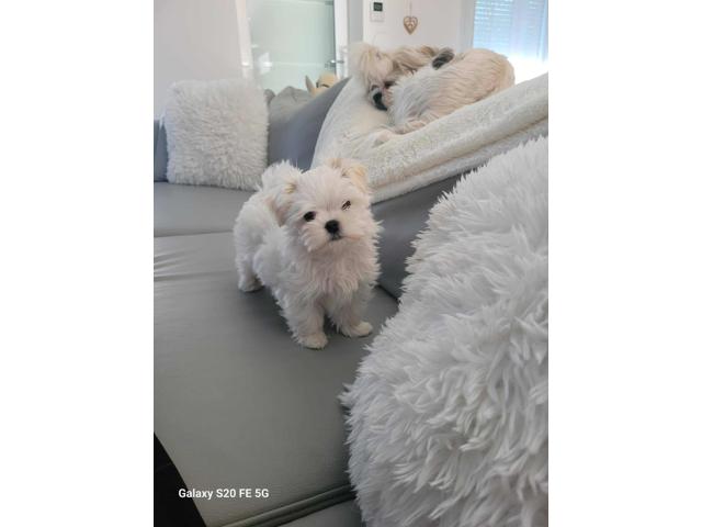 Photo Bichon maltais image 4/5