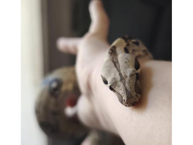 Photo Boa constructor-imperator image 4/5