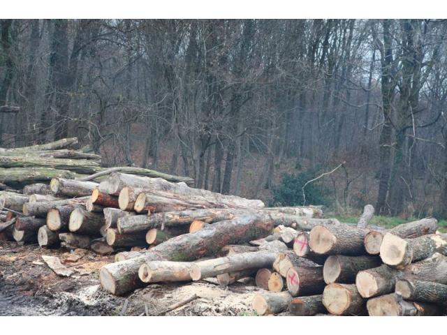 Photo Bois sec de chauffage. image 4/5