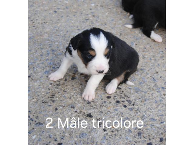 Photo Border collie image 4/5
