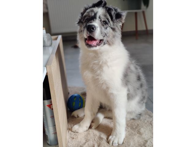 Photo Border collie image 4/4