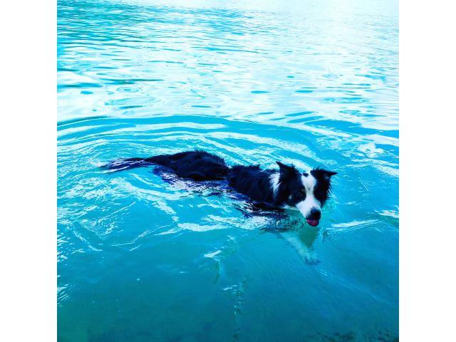 Photo Border Collie en forme pour une saillie image 4/5