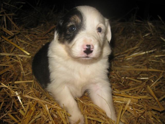 Photo border collie spéciaux ,divers à vendre image 4/6