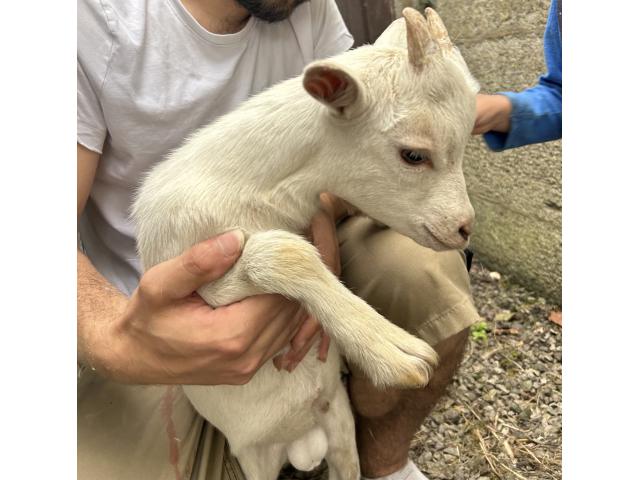 Photo Bouc image 4/4