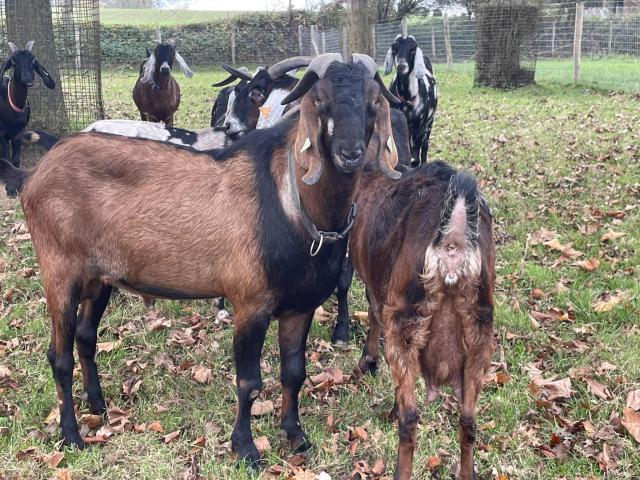 Photo bouc anglo nubien reproducteur 4 ans image 4/4