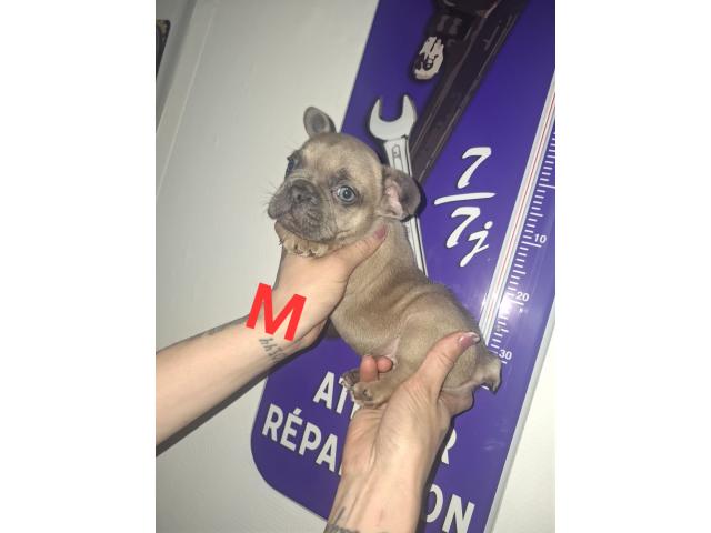 Photo Bouledogue français image 4/6