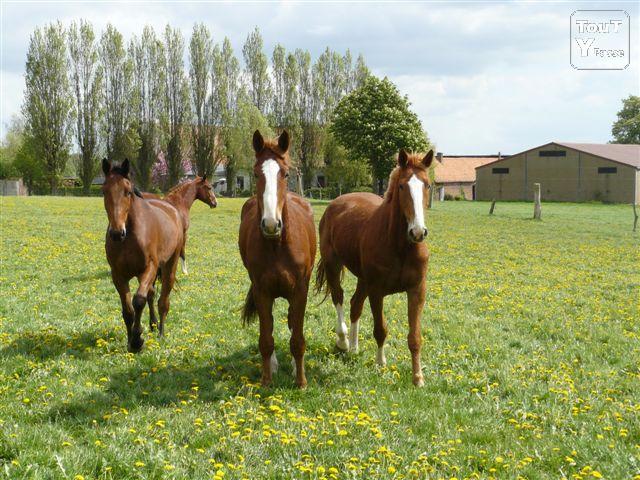 Photo Boxes spacieux et neufs pour chevaux , à Velaines (8 km de Tournai) image 4/6