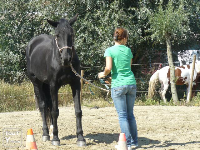Photo Boxes tout confort,pour chevaux en pension complète à Velaines(8 km de Tournai) image 4/6