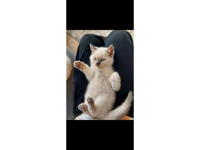 Photo British shorthair et  longhaire  chatton image 4/5