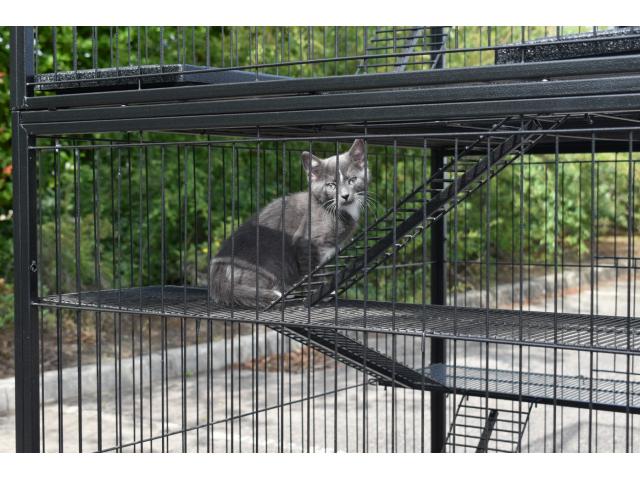 Photo Cage chat deux étages cage chaton cage chat extérieur cage chat intérieur chatière volière chat chat image 4/6