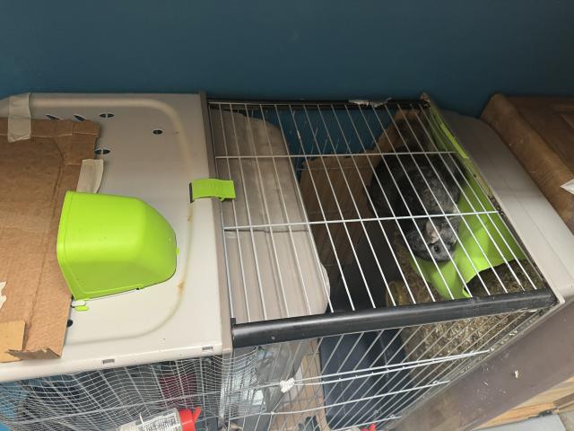 Photo Cage + chinchillas image 4/5