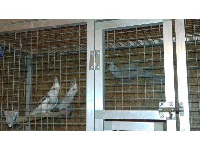 Photo calopsites 2020 image 4/6