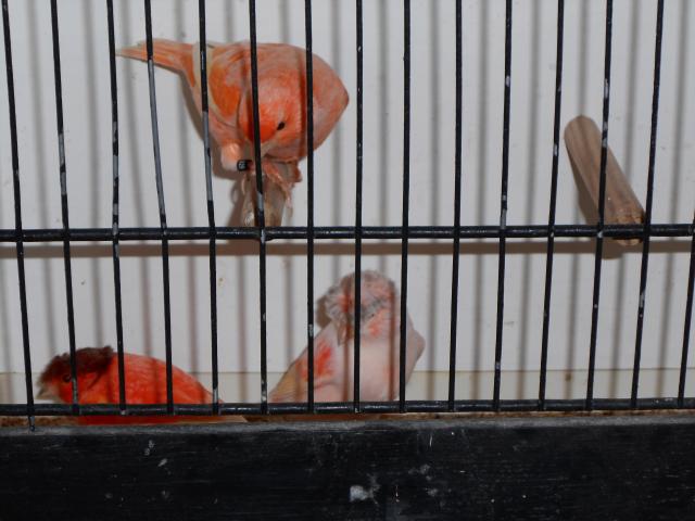 Photo canari à vendre image 4/4