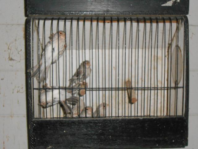Photo canari à vendre image 4/5