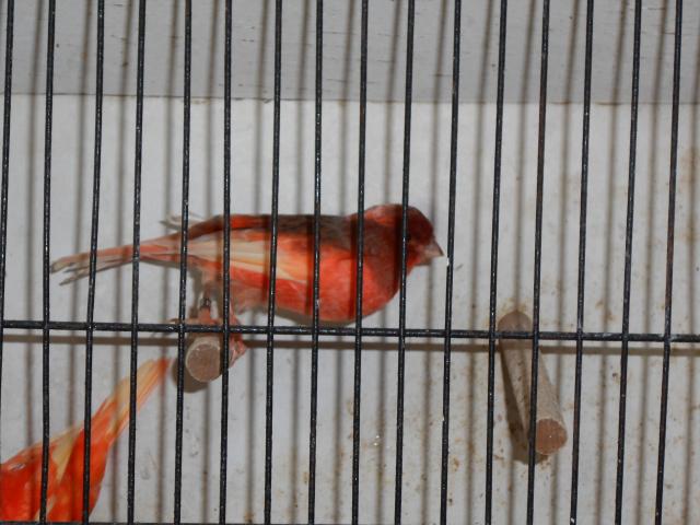 Photo canari à vendre image 4/6