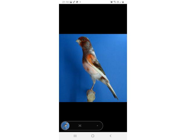 Photo canari couleur au choix image 4/5